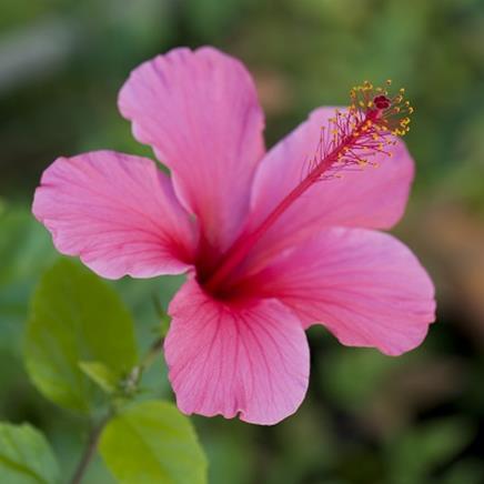 Natural active Hibiscus